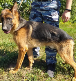 Полиция Крыма отдает истощенных собак4_tg Омбудсмен полиции.jpg